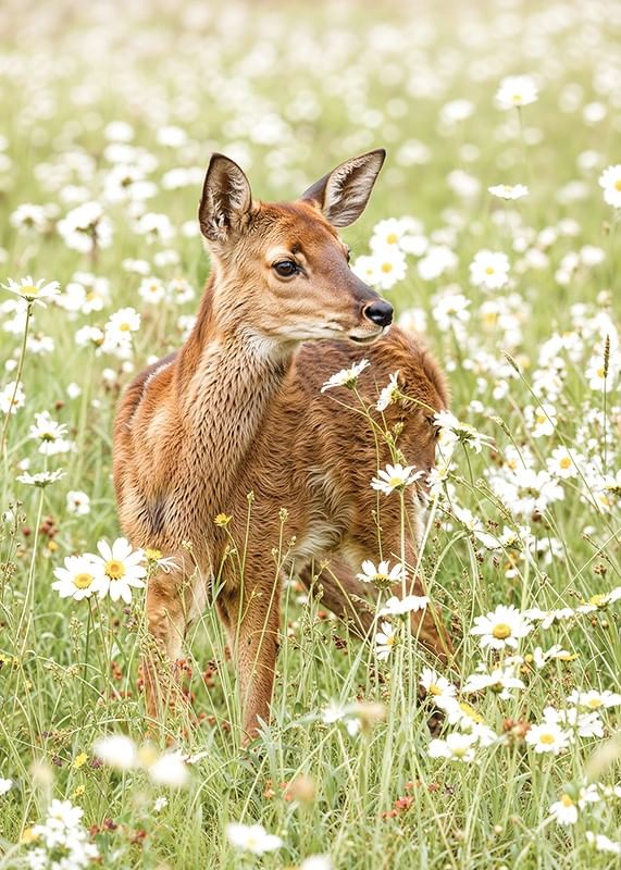 Poster with a picture of a small deer in a blooming meadow-12