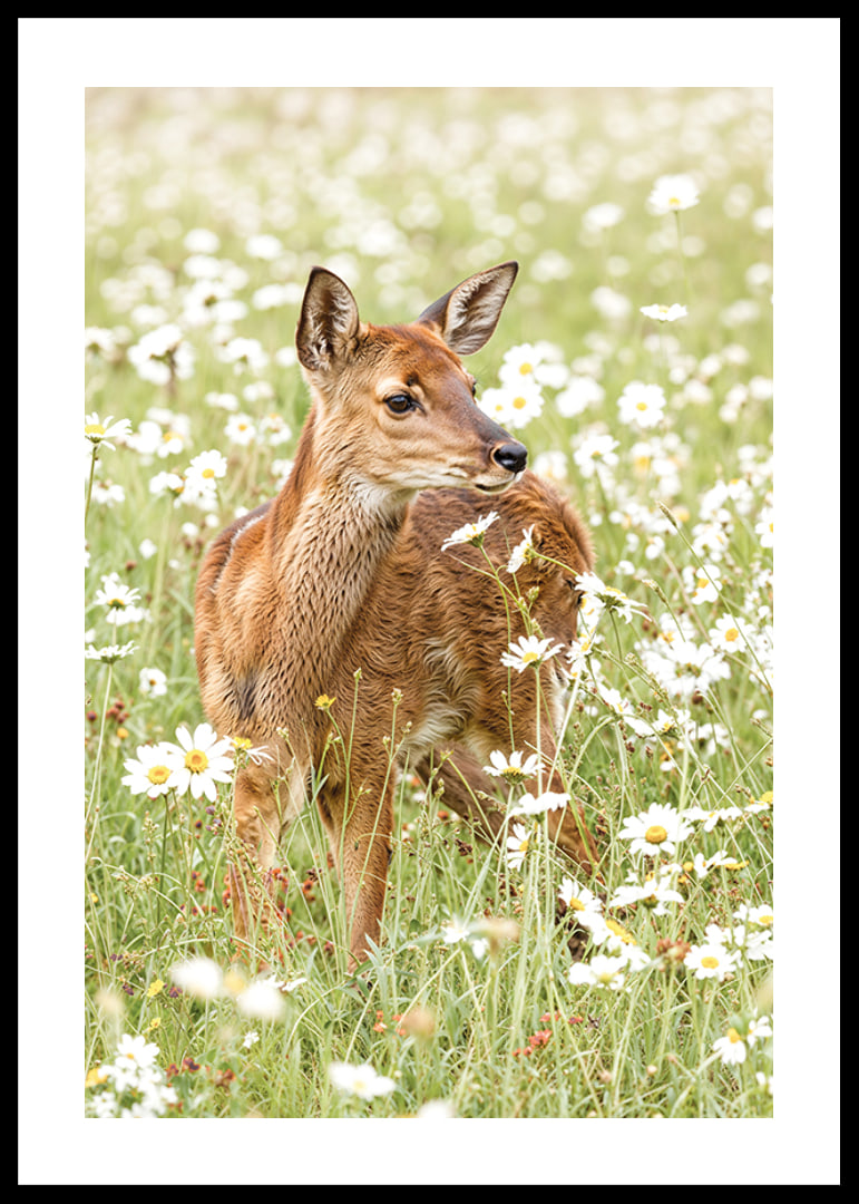 Poster med en bild på ett litet rådjur på en blommande äng-12