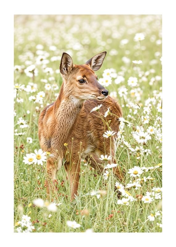 Poster with a picture of a small deer in a blooming meadow-12