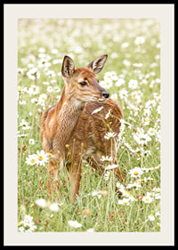 Poster med en bild på ett litet rådjur på en blommande äng-2