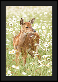 Poster med en bild på ett litet rådjur på en blommande äng-4