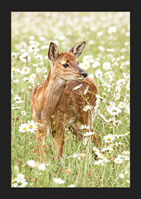 Poster med en bild på ett litet rådjur på en blommande äng-5