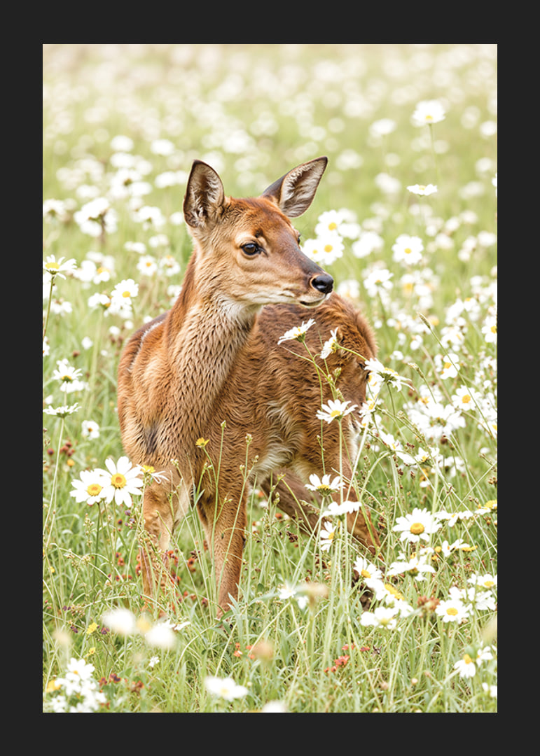 Poster med en bild på ett litet rådjur på en blommande äng-12