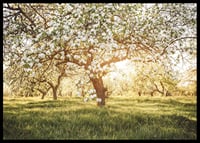 Poster with a beautiful tree on a blooming meadow at sunrise-6