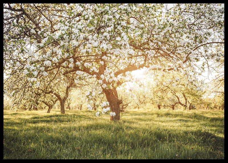 Poster with a beautiful tree on a blooming meadow at sunrise-12