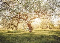 Poster with a beautiful tree on a blooming meadow at sunrise-7