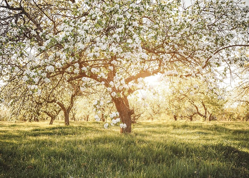Poster with a beautiful tree on a blooming meadow at sunrise-12