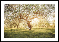 Poster with a beautiful tree on a blooming meadow at sunrise-0