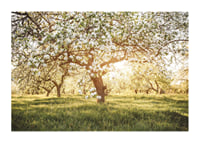 Poster with a beautiful tree on a blooming meadow at sunrise-1