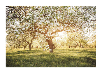 Poster Blossom Meadow