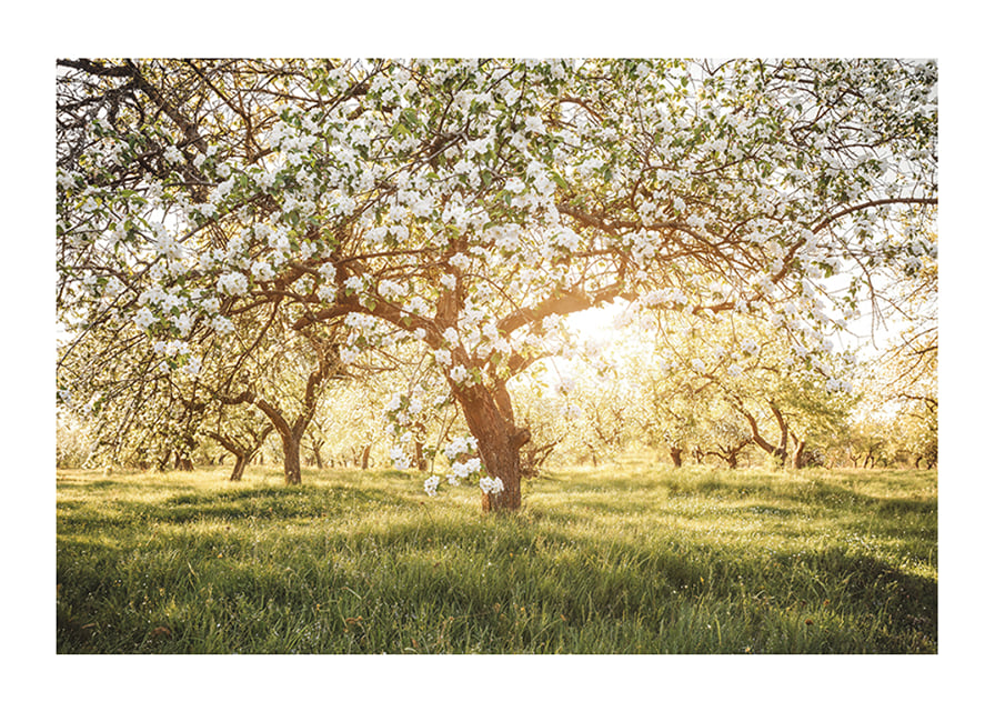 Poster with a beautiful tree on a blooming meadow at sunrise-12