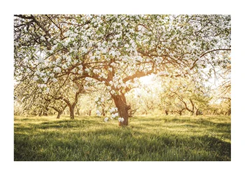 Poster Blossom Meadow
