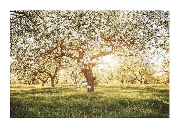 Poster Blossom Meadow