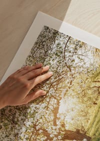 Poster with a beautiful tree on a blooming meadow at sunrise-9