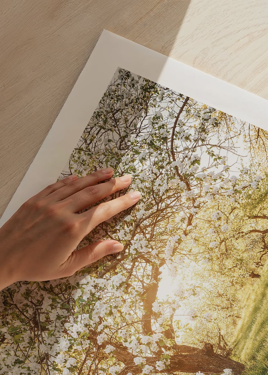Poster with a beautiful tree on a blooming meadow at sunrise-12