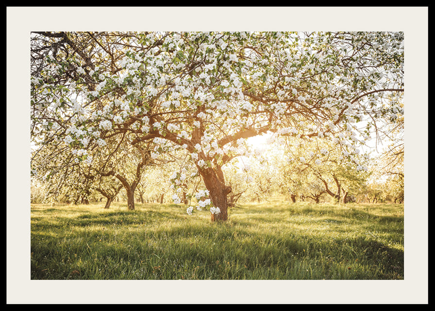 Plakat z pięknym drzewem na kwitnącej łące o wschodzie słońca-12
