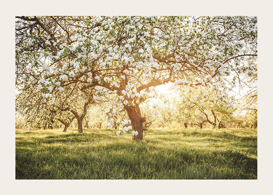 Poster with a beautiful tree on a blooming meadow at sunrise-12