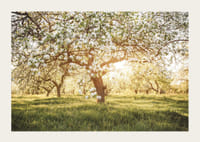Plakat z pięknym drzewem na kwitnącej łące o wschodzie słońca-3