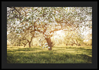 Poster with a beautiful tree on a blooming meadow at sunrise-4