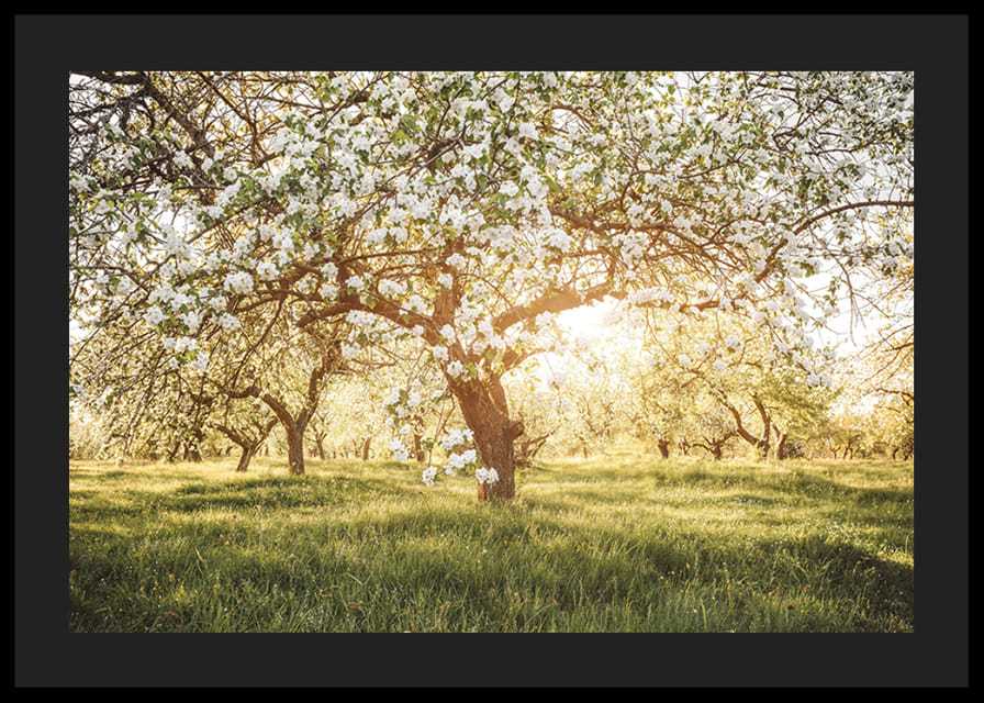 Plakat z pięknym drzewem na kwitnącej łące o wschodzie słońca-12
