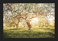 Poster with a beautiful tree on a blooming meadow at sunrise-5