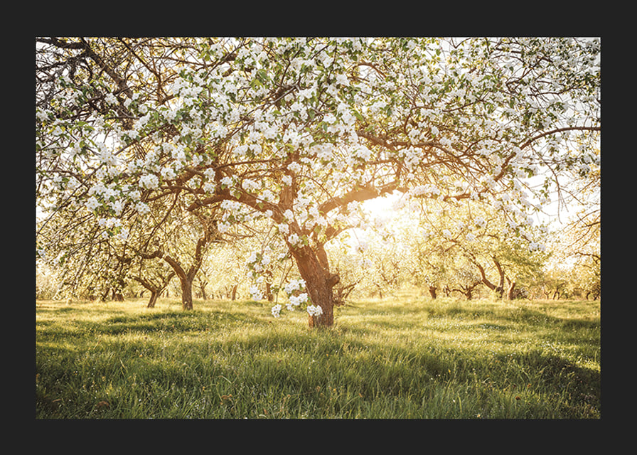 Poster with a beautiful tree on a blooming meadow at sunrise-12