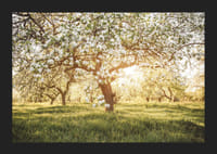 Plakat z pięknym drzewem na kwitnącej łące o wschodzie słońca-5