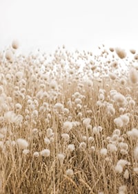 Poster with an image of a rolling field in earthy tones-7