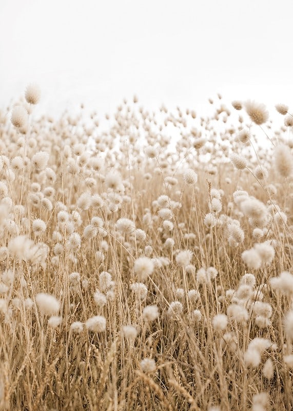 Poster with an image of a rolling field in earthy tones-12