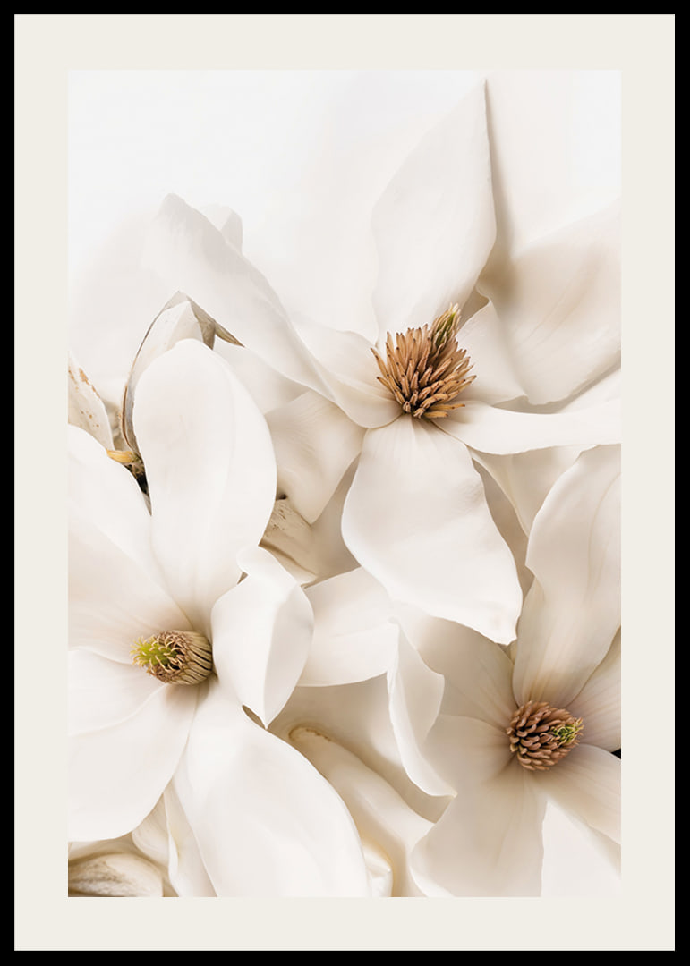 Poster with a beautiful close-up of white Magnolia flowers-12