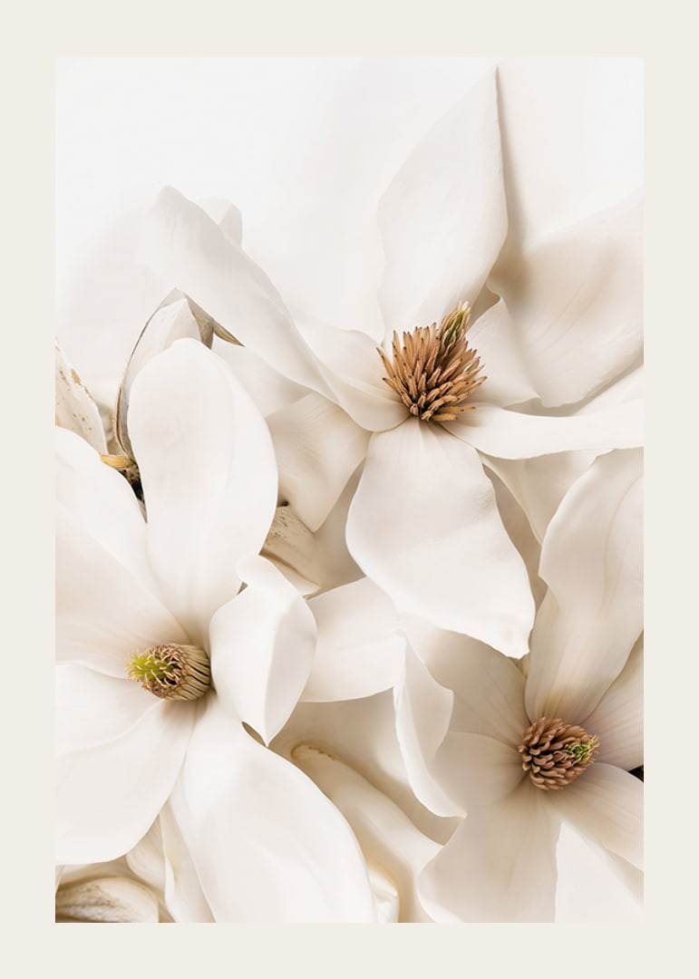 Poster with a beautiful close-up of white Magnolia flowers-12