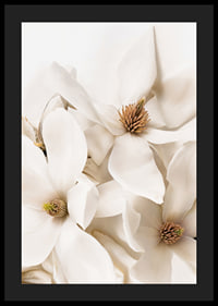 Poster with a beautiful close-up of white Magnolia flowers-4