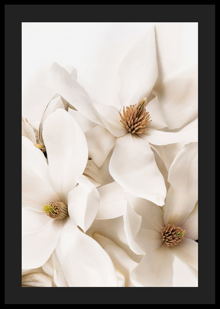 Poster with a beautiful close-up of white Magnolia flowers-12