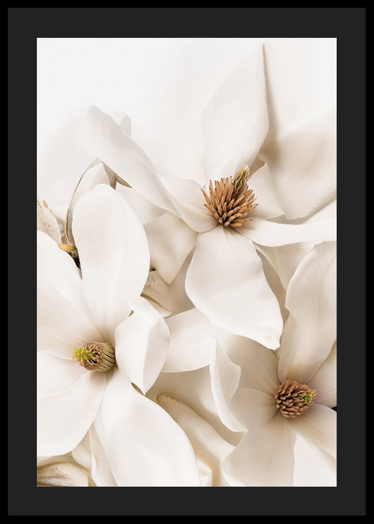 Poster med en vacker närbild på vita Magnolia blommor-12