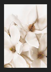 Poster with a beautiful close-up of white Magnolia flowers-5