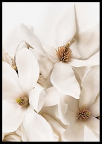 Poster with a beautiful close-up of white Magnolia flowers-6