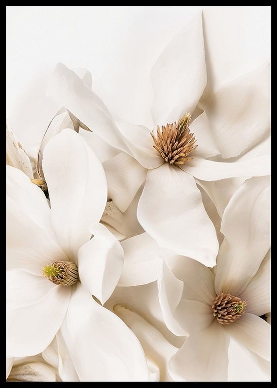 Poster cu un prim-plan frumos cu flori albe de Magnolia-12