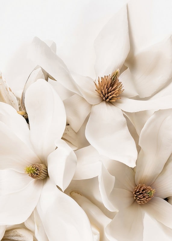 Poster with a beautiful close-up of white Magnolia flowers-12