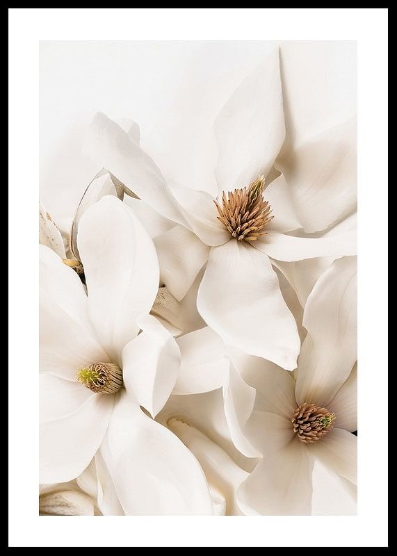 Poster cu un prim-plan frumos cu flori albe de Magnolia-12