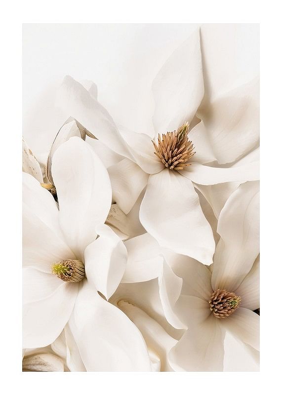 Poster cu un prim-plan frumos cu flori albe de Magnolia-12