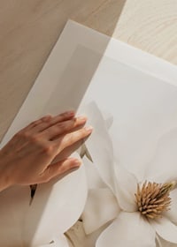 Poster with a beautiful close-up of white Magnolia flowers-9