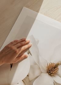 Poster cu un prim-plan frumos cu flori albe de Magnolia-5
