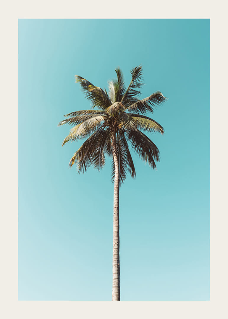 Plagát s osamelou palmou proti jasnej modrej oblohe-12
