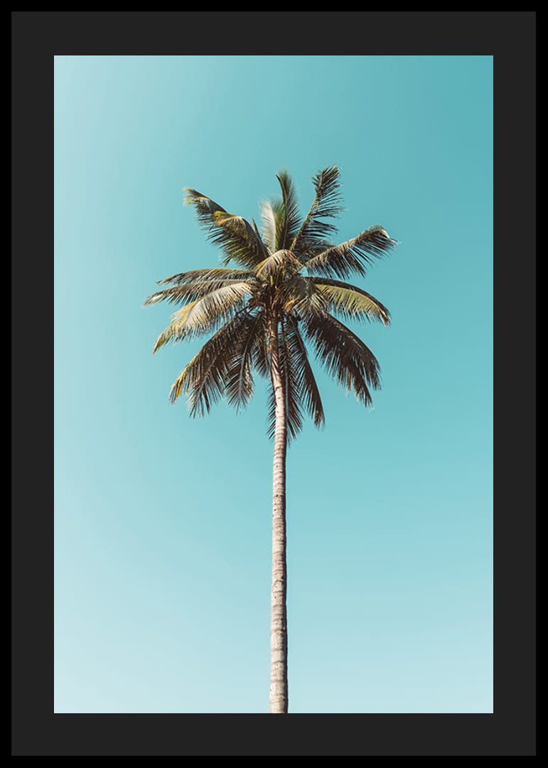Plagát s osamelou palmou proti jasnej modrej oblohe-12