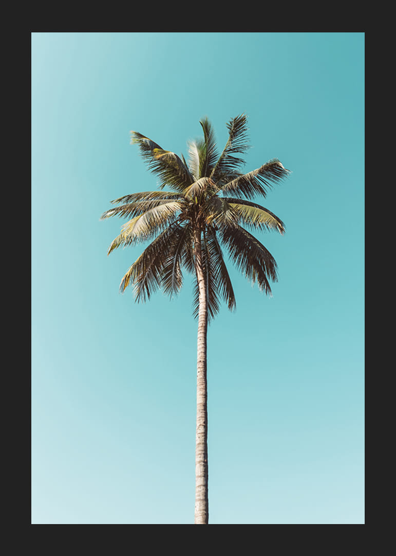 Plagát s osamelou palmou proti jasnej modrej oblohe-12