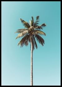 Plakat med en enslig palme mot en klar blå himmel-2