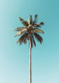 Plakat med en enslig palme mot en klar blå himmel-3