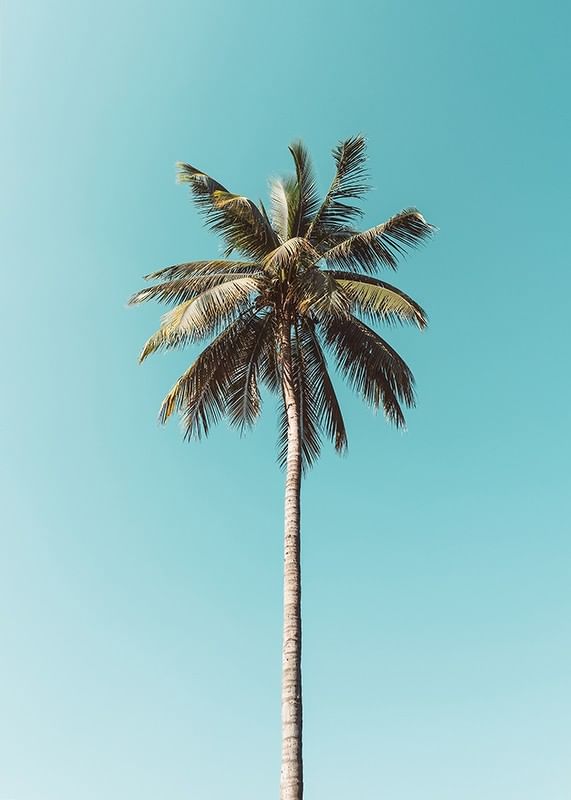 Plakat med en enslig palme mot en klar blå himmel-12