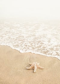 Poster med ett fotografi på en sjöstjärna vid vattenbrynet på en strand-7