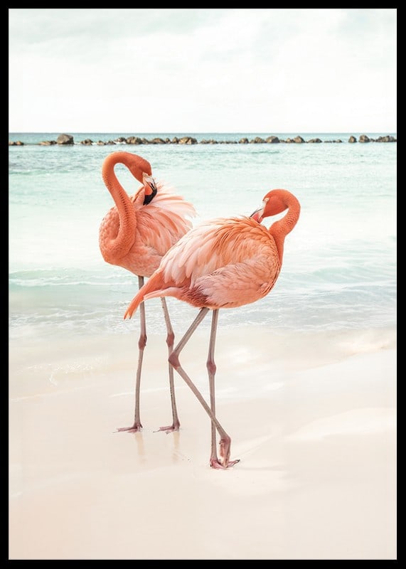 Poster with a photograph of two flamingos on a beach-12